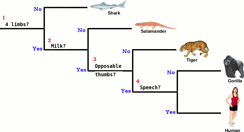 Classification and Keying